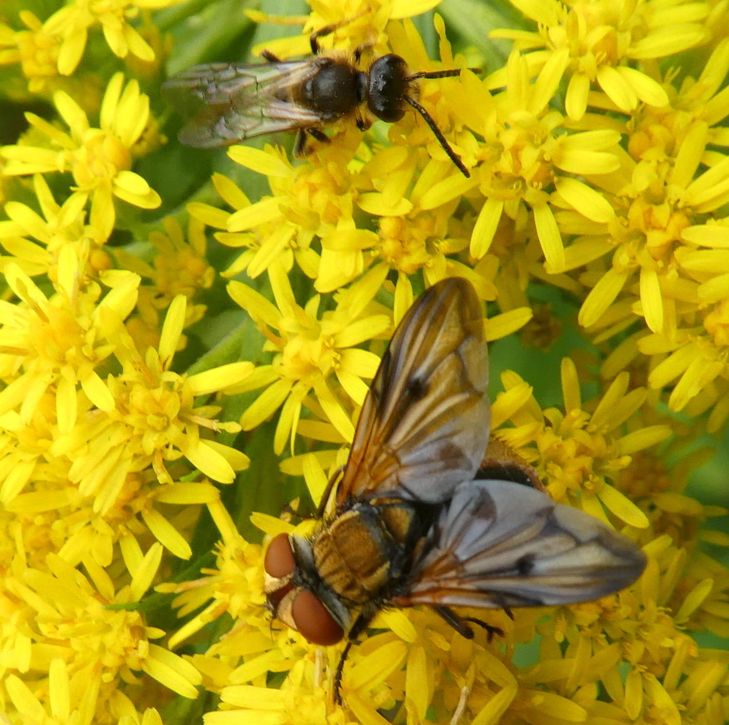 Tachinidae:  Ectophasia crassipennis ?  S